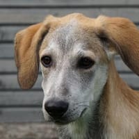 Darf Saverio zu Ihnen gehören?, Hund zur Adoption
