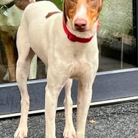 Deux, neugierig, agil, verspielt, Hund zur Adoption