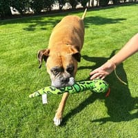 Luna, Hündin zur Adoption