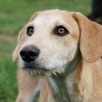 Lullo sucht seine Familie, Hund zur Adoption