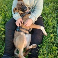 Unser zartes Hundeseelchen Sam sucht ein neues Zuhause, Hund zur Adoption