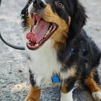 Unser Goldschatz Amano sucht seine Menschen, Hund zur Adoption