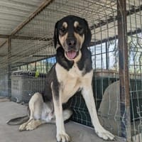 Süßer Socke sucht sehnsüchtig, Hund zur Adoption
