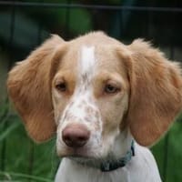 Übernehmen Sie Verantwortung für Enrico?, Hund zur Adoption