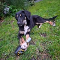 Metis, Hündin zur Adoption