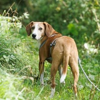Linus sucht sein Glück, Hund zur Adoption