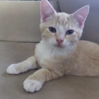 Sjimmie, katers ter adoptie