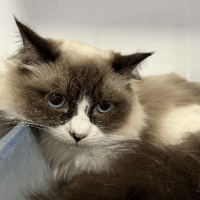 APOLLON, chat à adopter