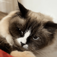 Lunéa, chatte à adopter