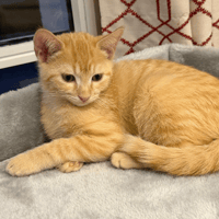 MELON, chat à adopter
