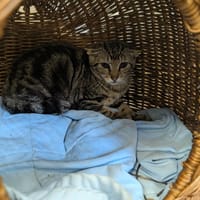 CARAMEL, chat à adopter