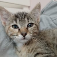 Sakura, chatte à adopter