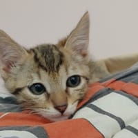 Suzu, chat à adopter