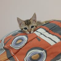 Suzu, chat à adopter