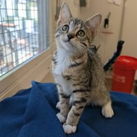 MODUS, chatte à adopter