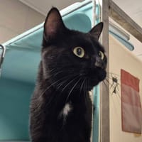 NEON QCT ( a trouvé sa famille), chat à adopter