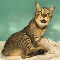 roxy dit Bella, chatte à adopter