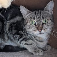 DARIA, chatte à adopter