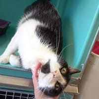 HEARTY C, chat à adopter