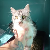 SPAM C, chat à adopter