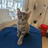 LULU, chatte à adopter