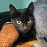SOUFRE QCT, chatte à adopter