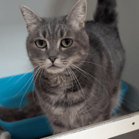 SWEETY A17486, chatte à adopter