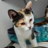 Mélodie, chatte à adopter