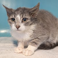 DOLIA, chatte à adopter
