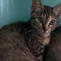 Plume, chatte à adopter