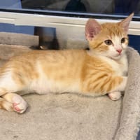 POTIRON, chat à adopter