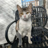 LINK, chat à adopter