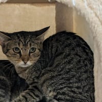 Moustache, chatte à adopter