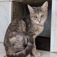 INETTE, chatte à adopter