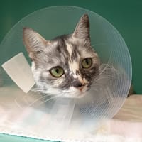 JALLIA C, chatte à adopter
