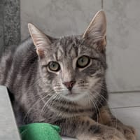 JAUREL, chat à adopter