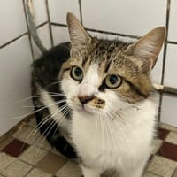 GAIA, chatte à adopter