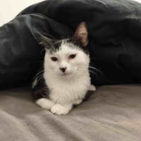 ATHENA C, chatte à adopter