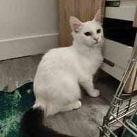 TYRONA C, chatte à adopter