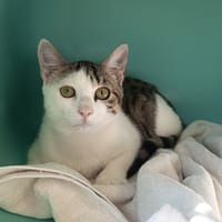 FIZZ C, chat à adopter