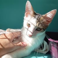 DUNDEE C, chat à adopter