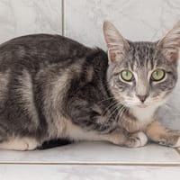 JOLIAS, chatte à adopter