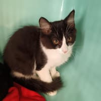 Caramel, chat à adopter