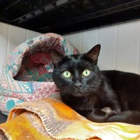 NOX en SOS, chat à adopter