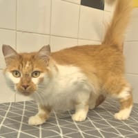 Enid, chatte à adopter