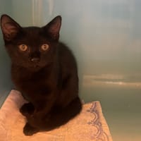 Aska, chatte à adopter