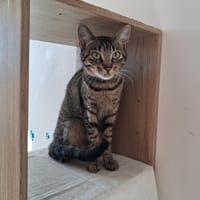 Zoulette, chatte à adopter