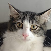 ASHLEY, chatte à adopter