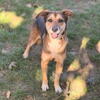 Calina CAA16072, chienne à adopter
