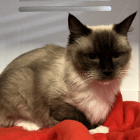 ATHENA, chatte à adopter